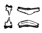 Anterior and posterior 
upper and lower teeth of 
the Port Jackson Shark 
(Heterodontus portusjacksoni)