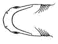 Ventral view of the head 
of the Bluntnose Sixgill Shark
(Hexanchus griseus)