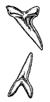 Upper and lower anterior
teeth of the Shortfin Mako
(Isurus oxyrinchus)