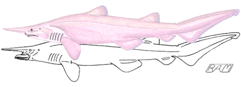 pink goblin shark