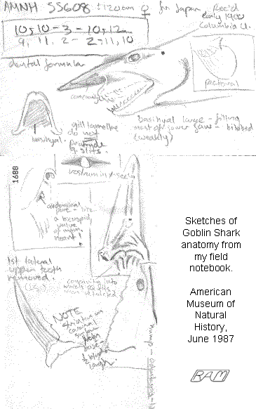 Sketches of Goblin Shark anatomy