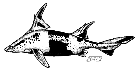 Caribbean Roughshark (Oxynotus caribbaeus)