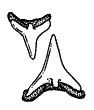 Upper and lower anterior teeth
of the Pacific Angel Shark
(Squatina californica)