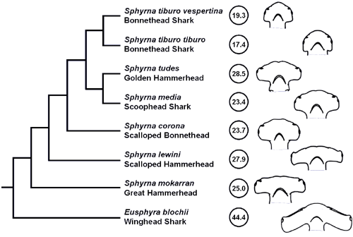 platypus cladogram