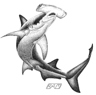 Great Hammerhead (Sphyrna mokarran)