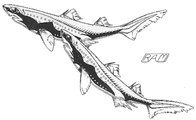 Green Lanternsharks (Etmopterus virens)