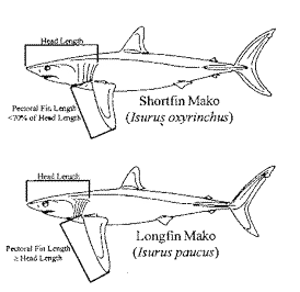 Comparison of Shortfin (Isurus oxyrinchus) and Longfin (I. paucus) Makos