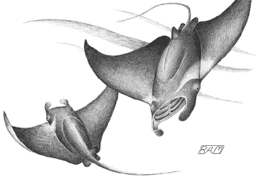 Manta Rays