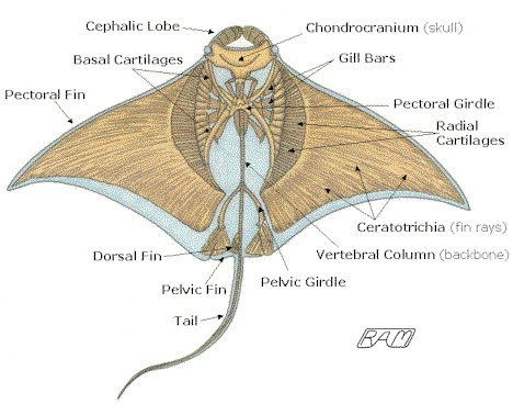 http://www.elasmo-research.org/education/topics/topic_images/manta_skeleton.gif