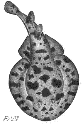 Lesser Electric Ray (Narcine brasiliensis)