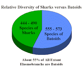 Pie chart of Shark and Ray diversity