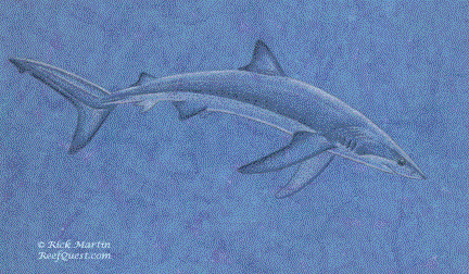 Blue Shark (Prionace glauca)