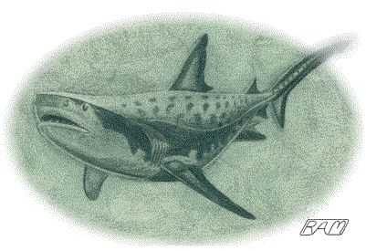 Does Liver Size Limit Shark Body Size?