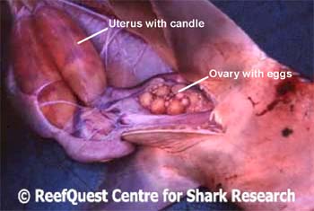 Dogfish+shark+dissection+pictures