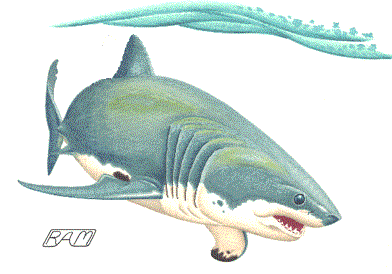 White Shark (Carcharodon carcharias)