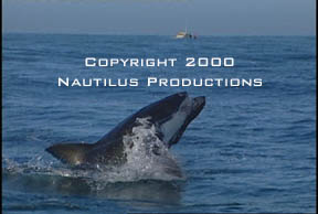Breaching White Shark  Nautilus Productions