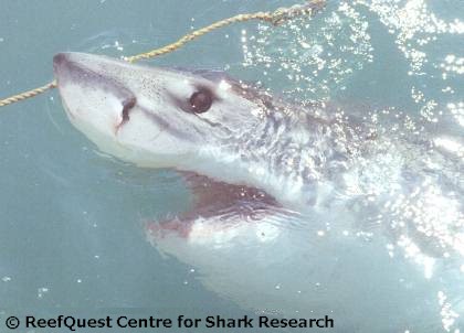 Great White Shark Survival