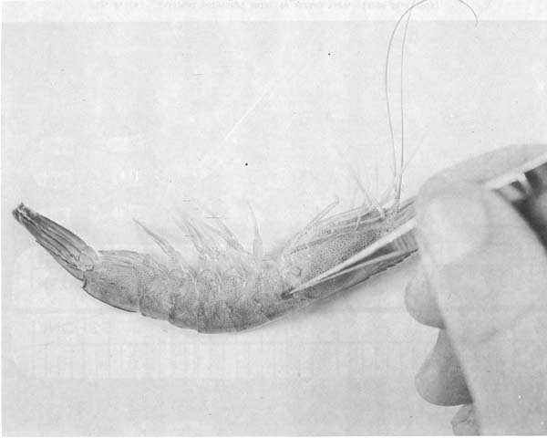Fig. 8.6(b)
