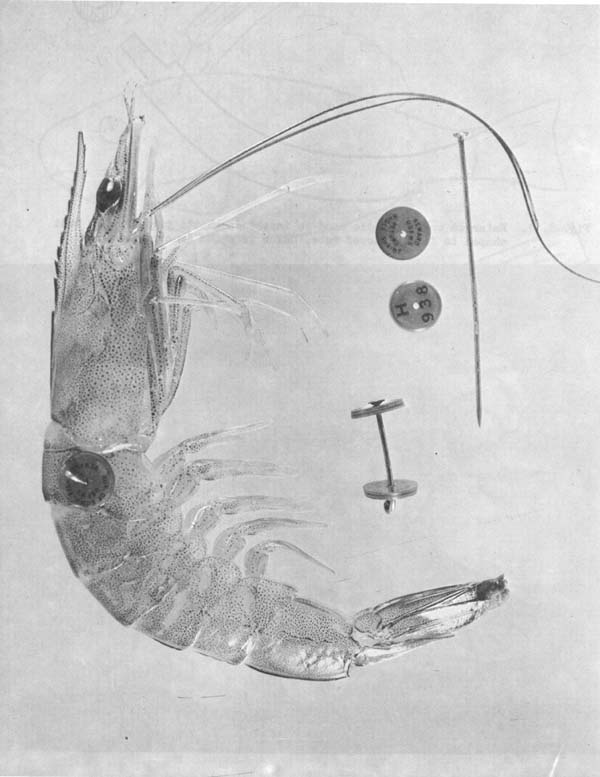 Fig. 8.13