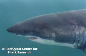 White Shark  ReefQuest Centre for Shark Research